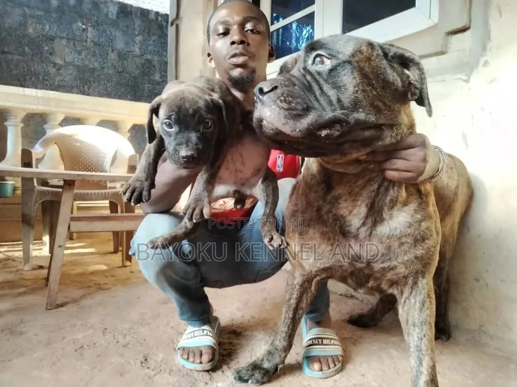1-3 months Female Purebred Boerboel