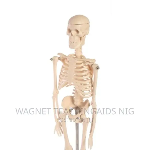 Adult Human Skeleton Model