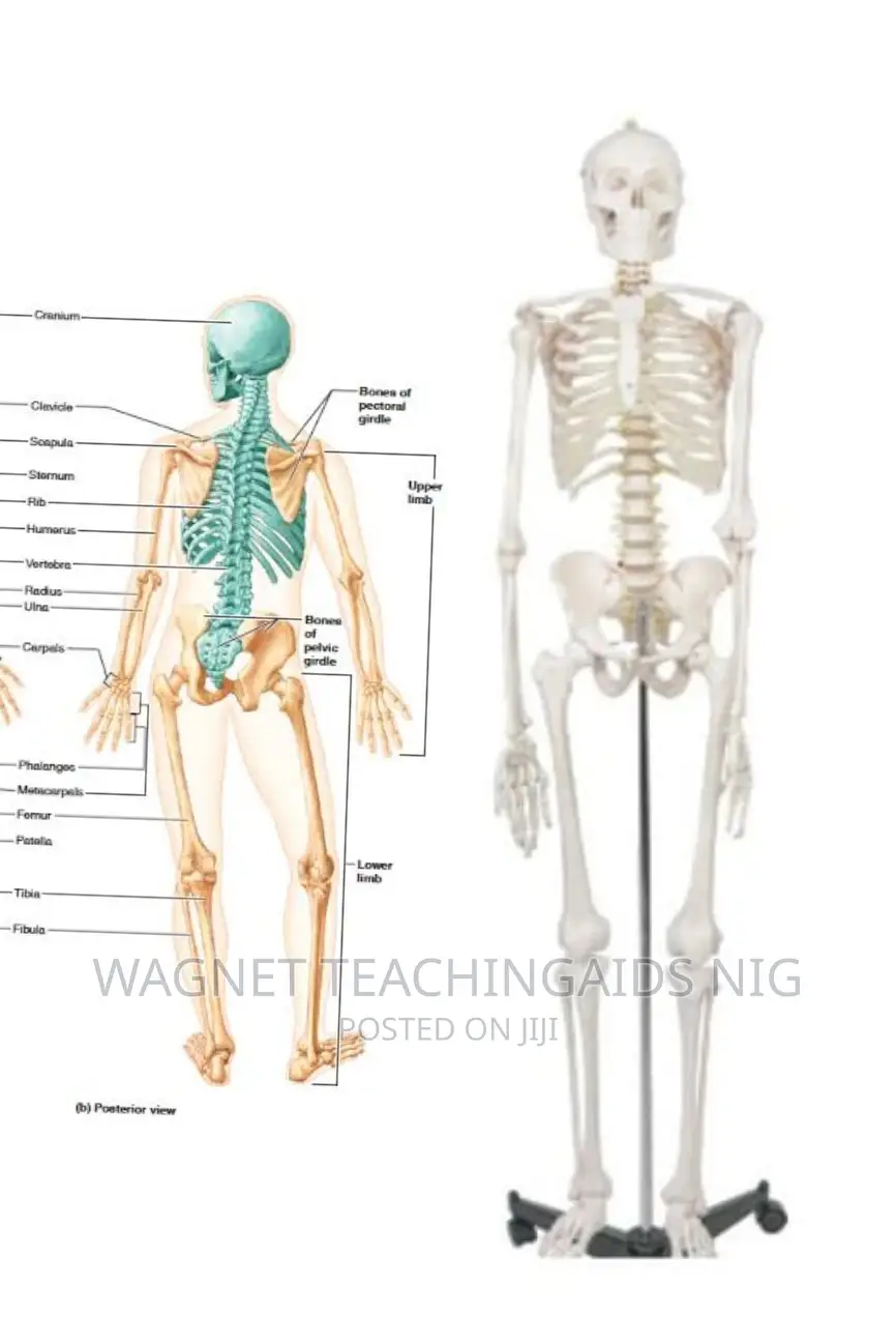 Adult Human Skeleton Model