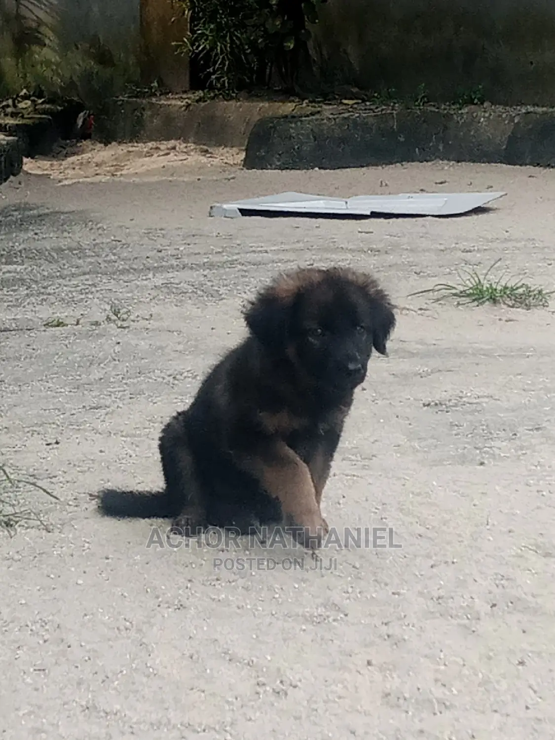 1-3 months Female Purebred German Shepherd