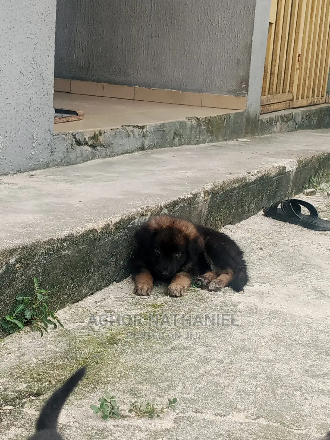1-3 months Female Purebred German Shepherd