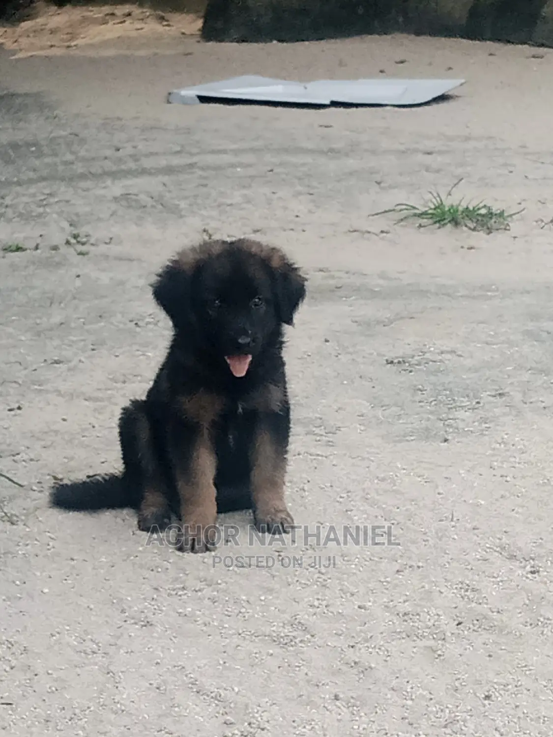 1-3 months Female Purebred German Shepherd