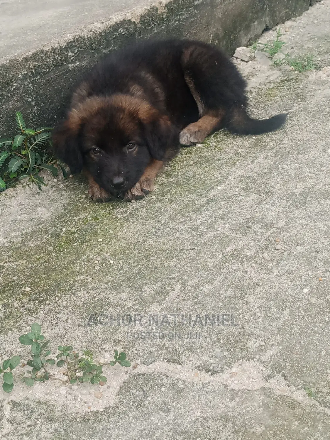 1-3 months Female Purebred German Shepherd