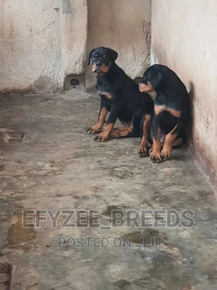 3-6 months Female Purebred Rottweiler