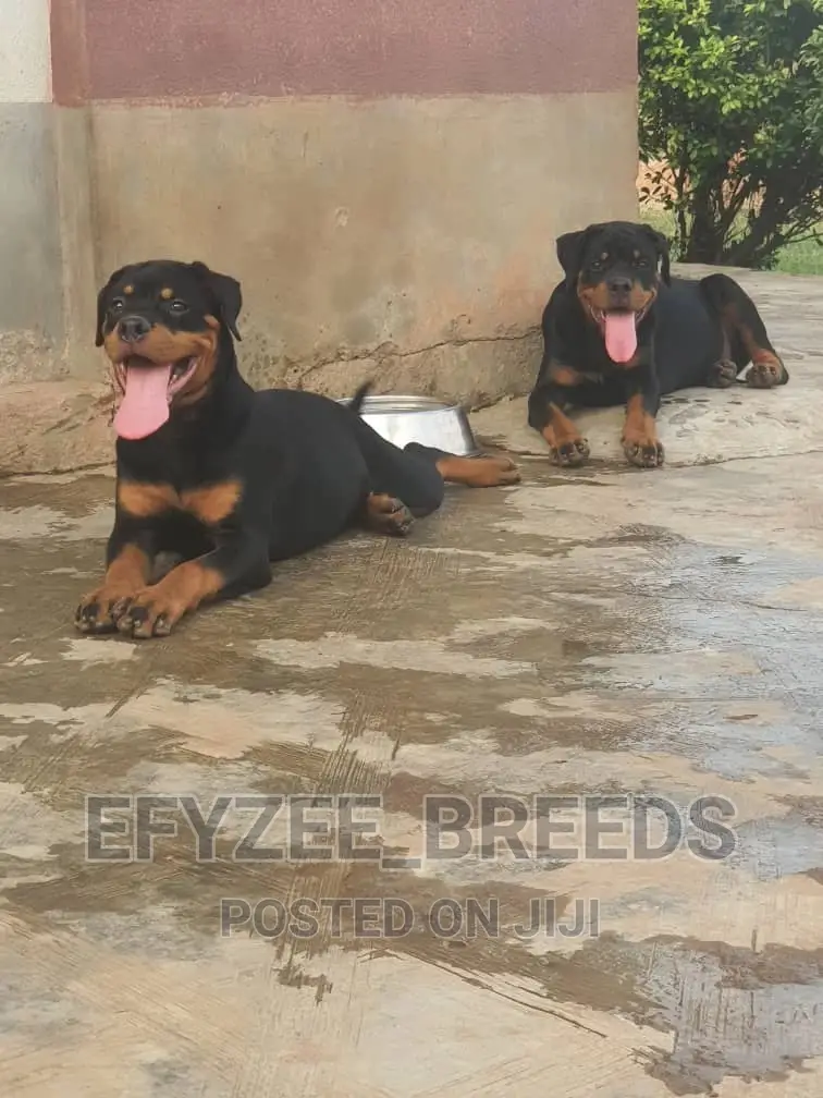 3-6 months Female Purebred Rottweiler