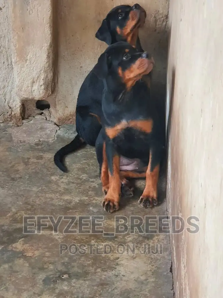 3-6 months Female Purebred Rottweiler
