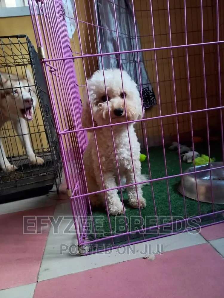 6-12 Months Male Purebred Poodle