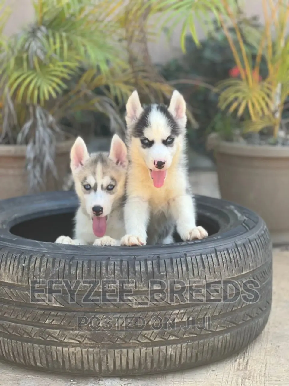 1-3 months Male Purebred Siberian Husky