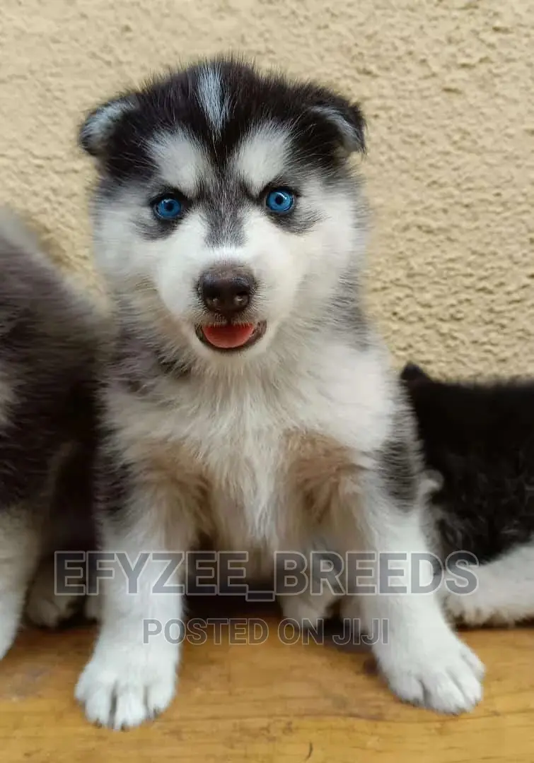 1-3 months Male Purebred Siberian Husky