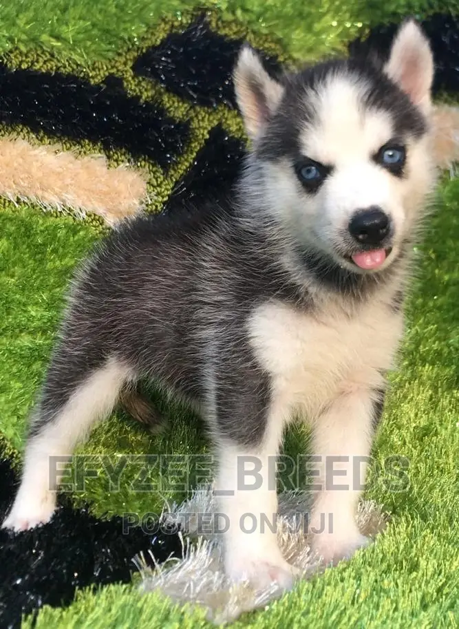 1-3 months Male Purebred Siberian Husky