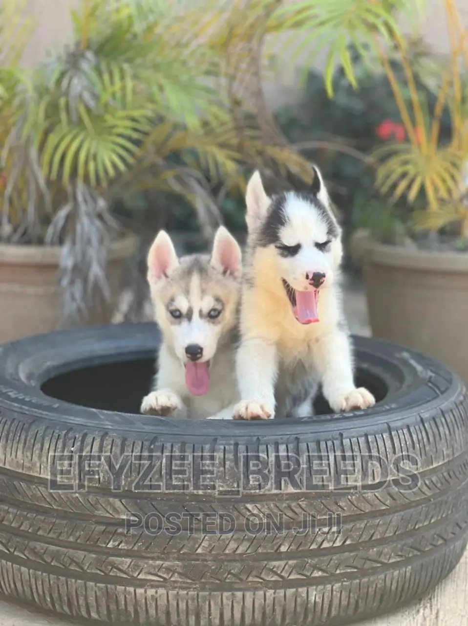 1-3 months Male Purebred Siberian Husky