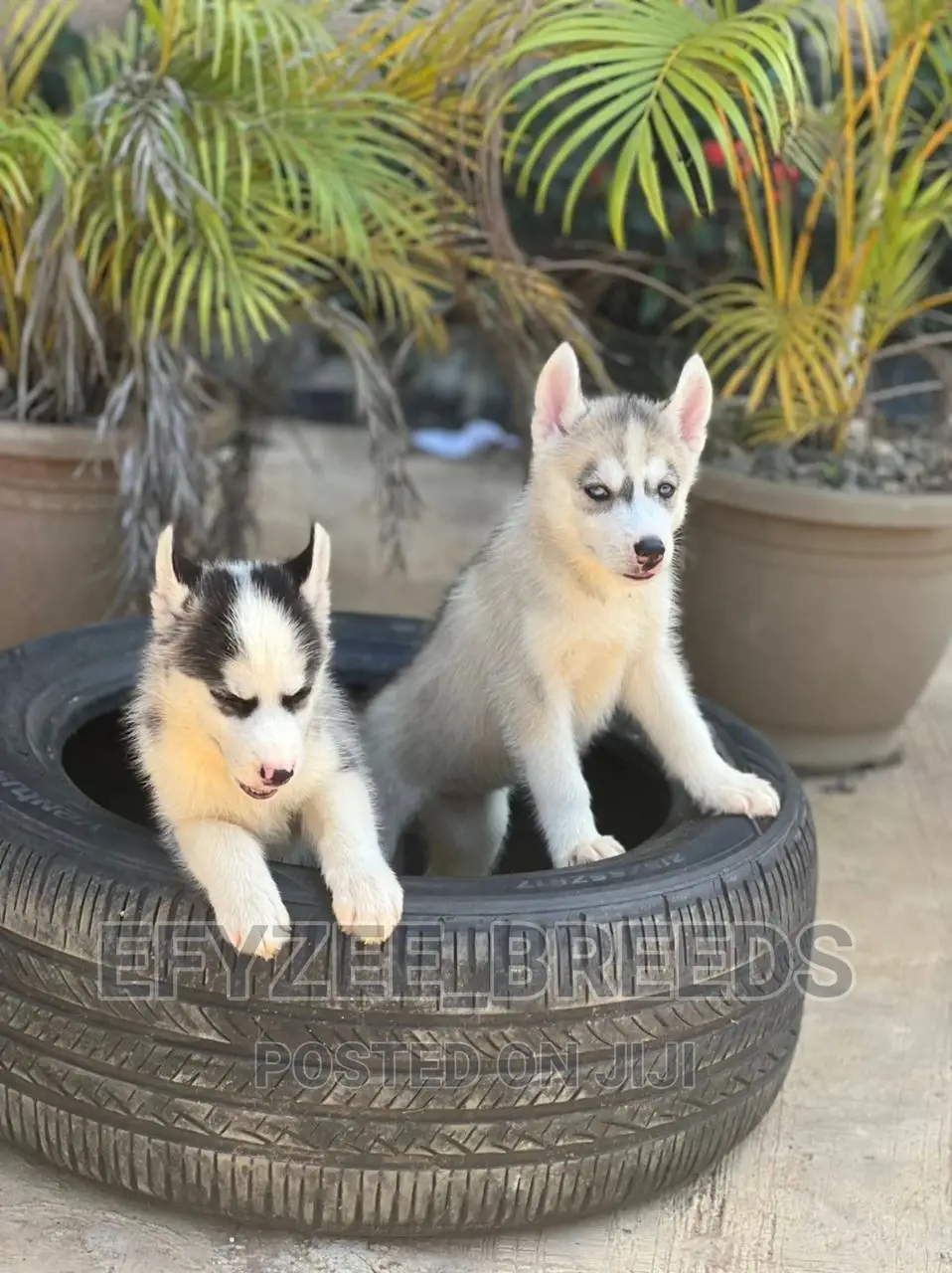 1-3 months Male Purebred Siberian Husky