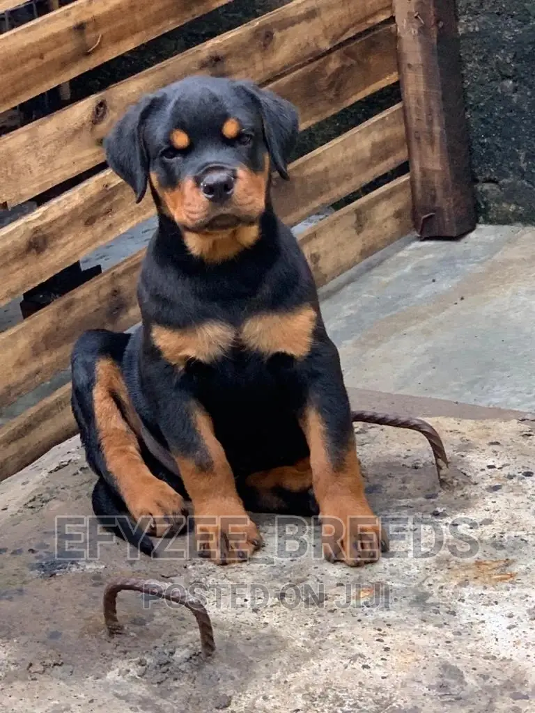 1-3 Months Male Purebred Rottweiler