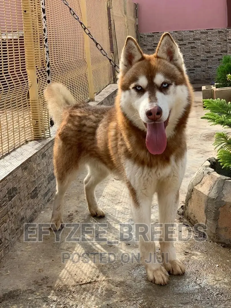 6-12 months Male Purebred Siberian Husky