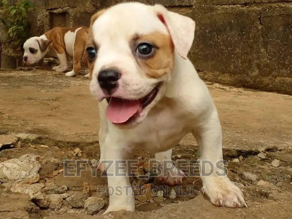 1-3 Months Male Purebred Bulldog