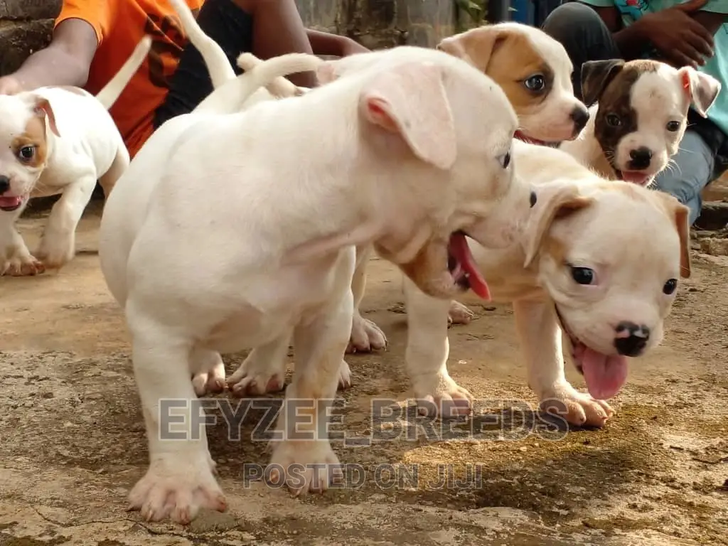 1-3 Months Male Purebred Bulldog