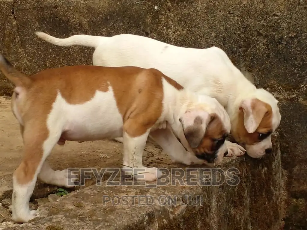 1-3 Months Male Purebred Bulldog
