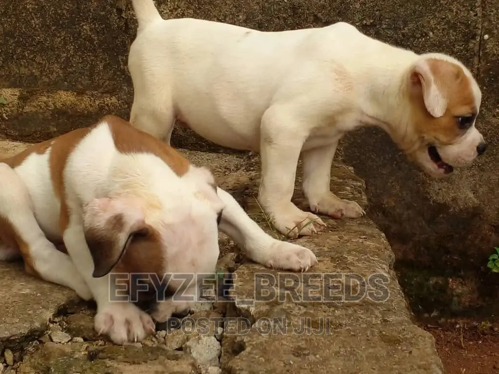 1-3 Months Male Purebred Bulldog