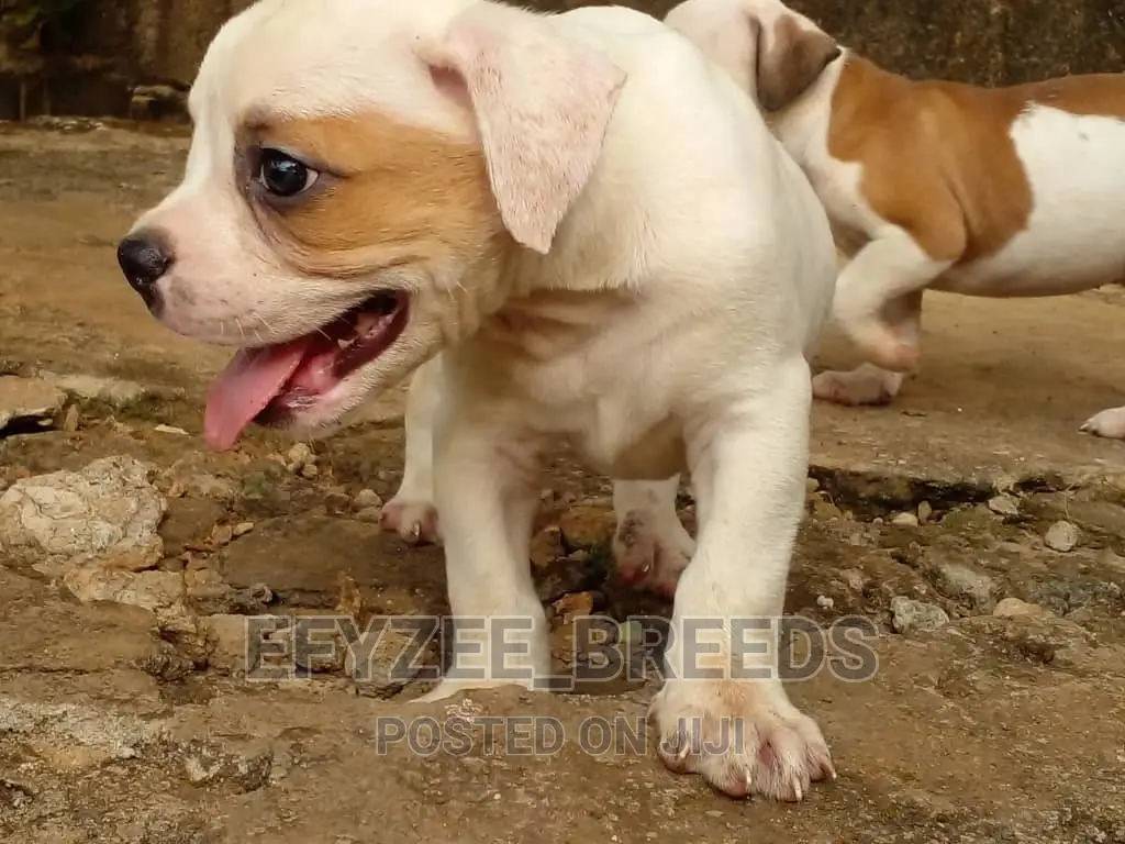 1-3 Months Male Purebred Bulldog