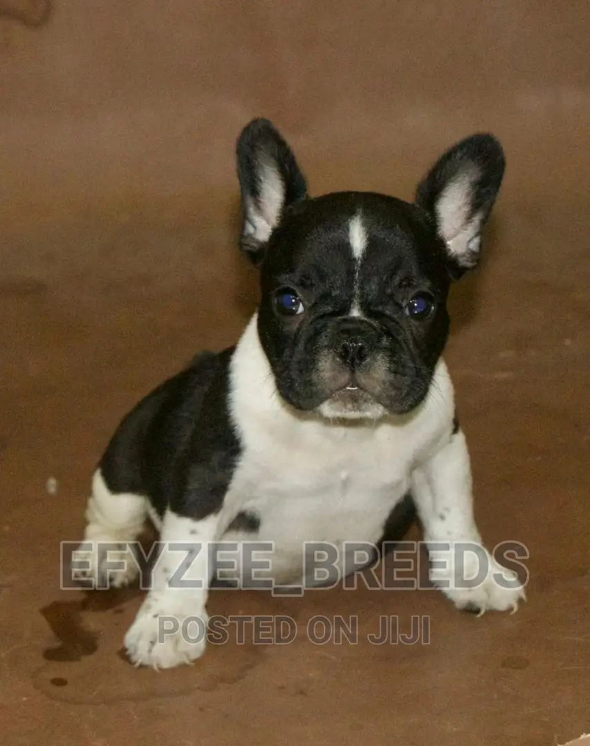 3-6 Months Male Purebred French Bulldog