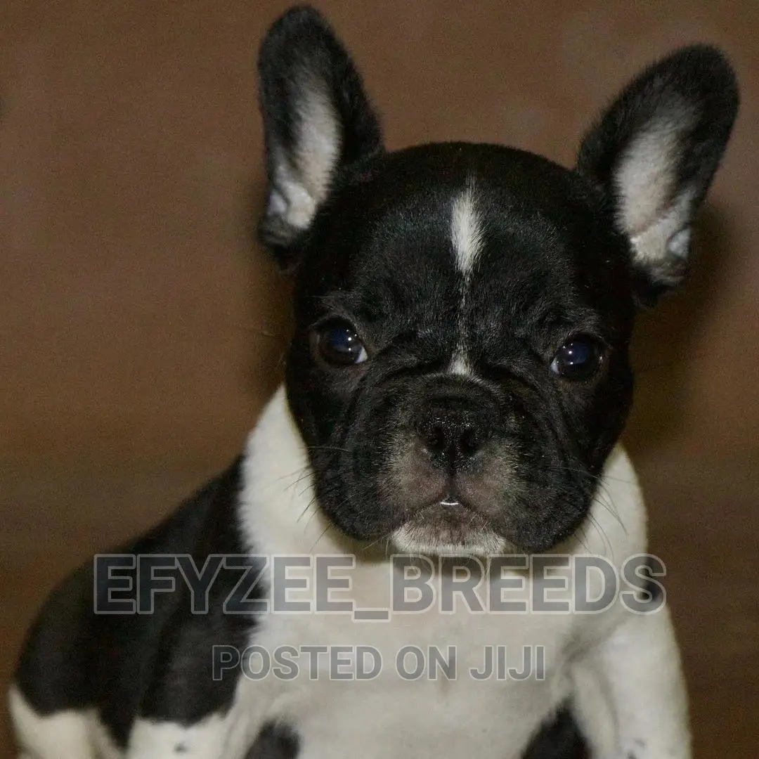3-6 Months Male Purebred French Bulldog