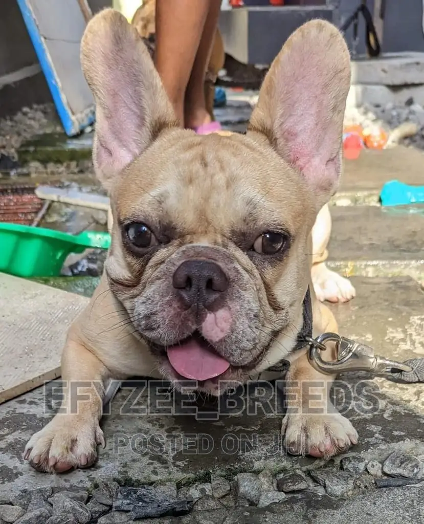 3-6 Months Male Purebred French Bulldog