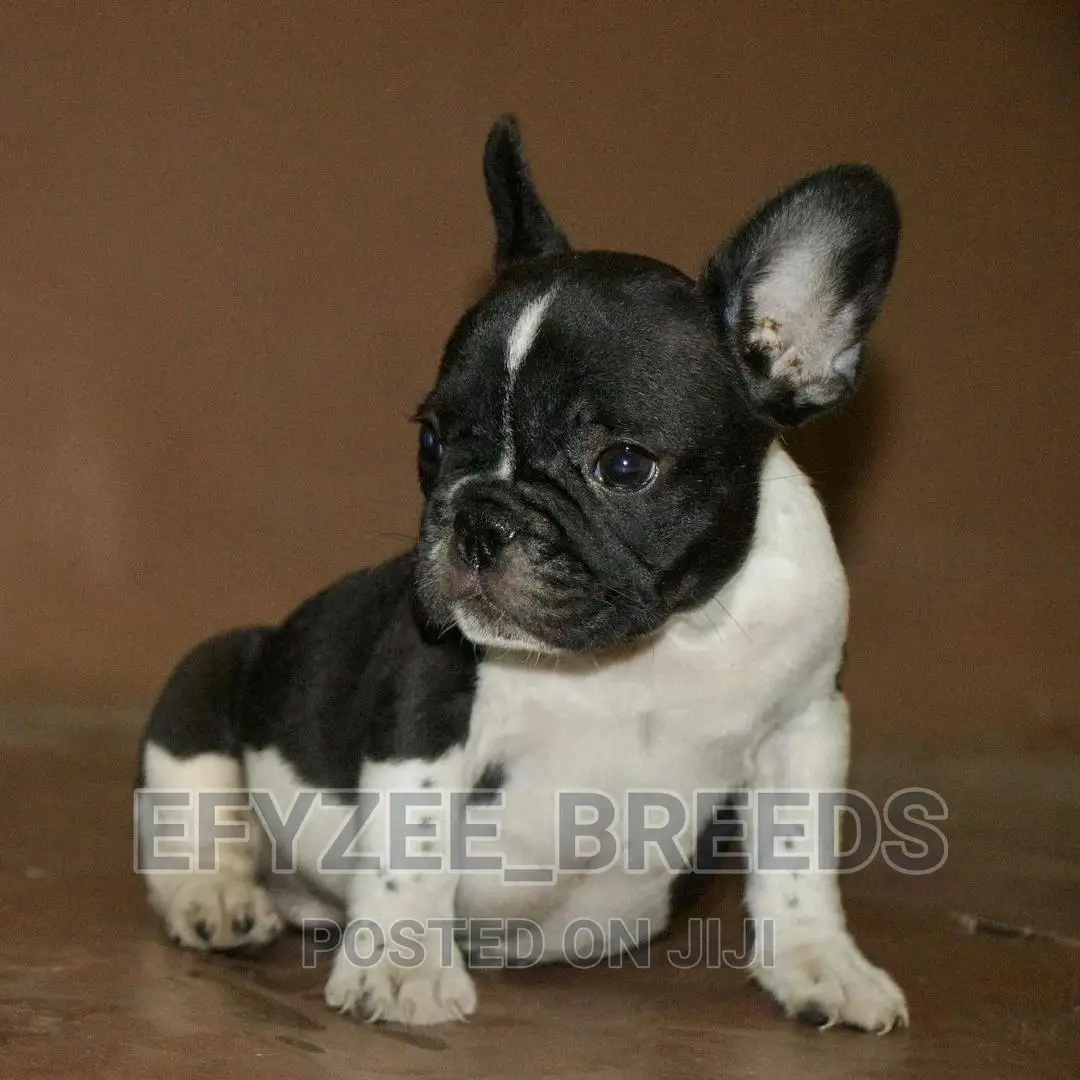 3-6 Months Male Purebred French Bulldog
