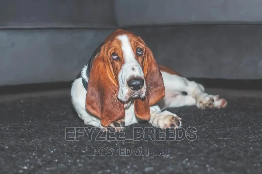 1-3 Months Male Purebred Basset Hound