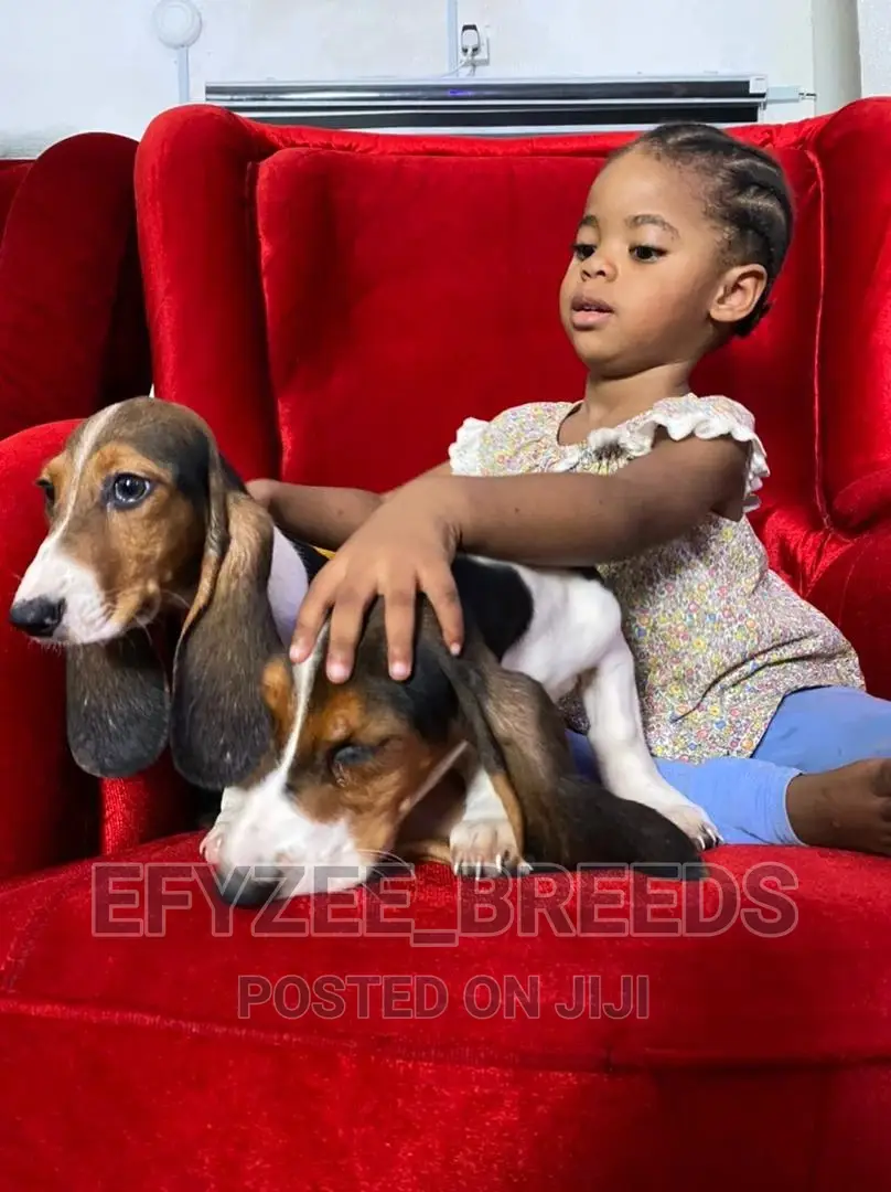 1-3 Months Male Purebred Basset Hound