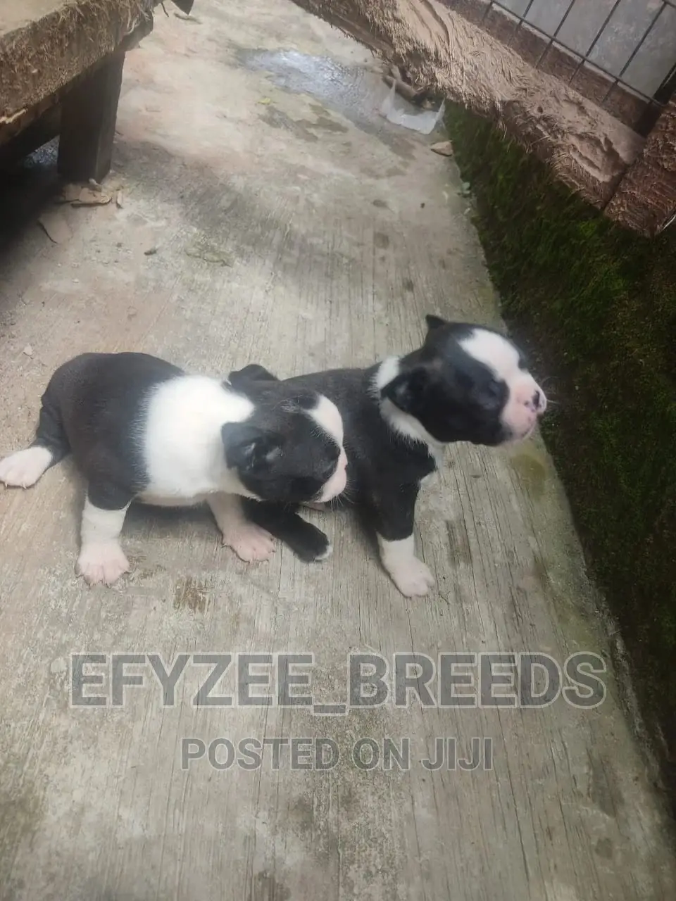 1-3 Months Male Purebred Boston Terrier