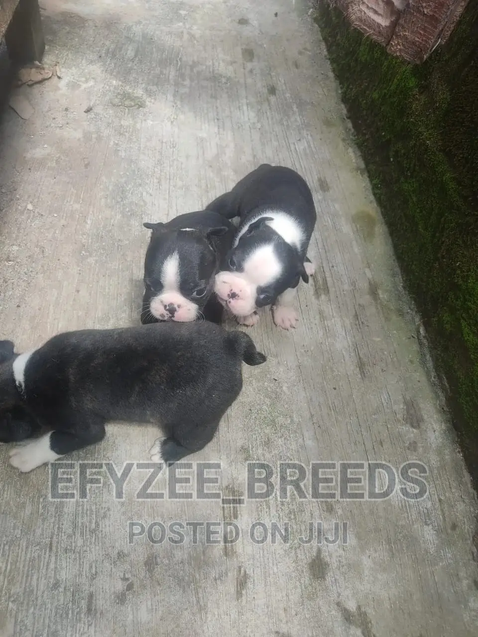 1-3 Months Male Purebred Boston Terrier