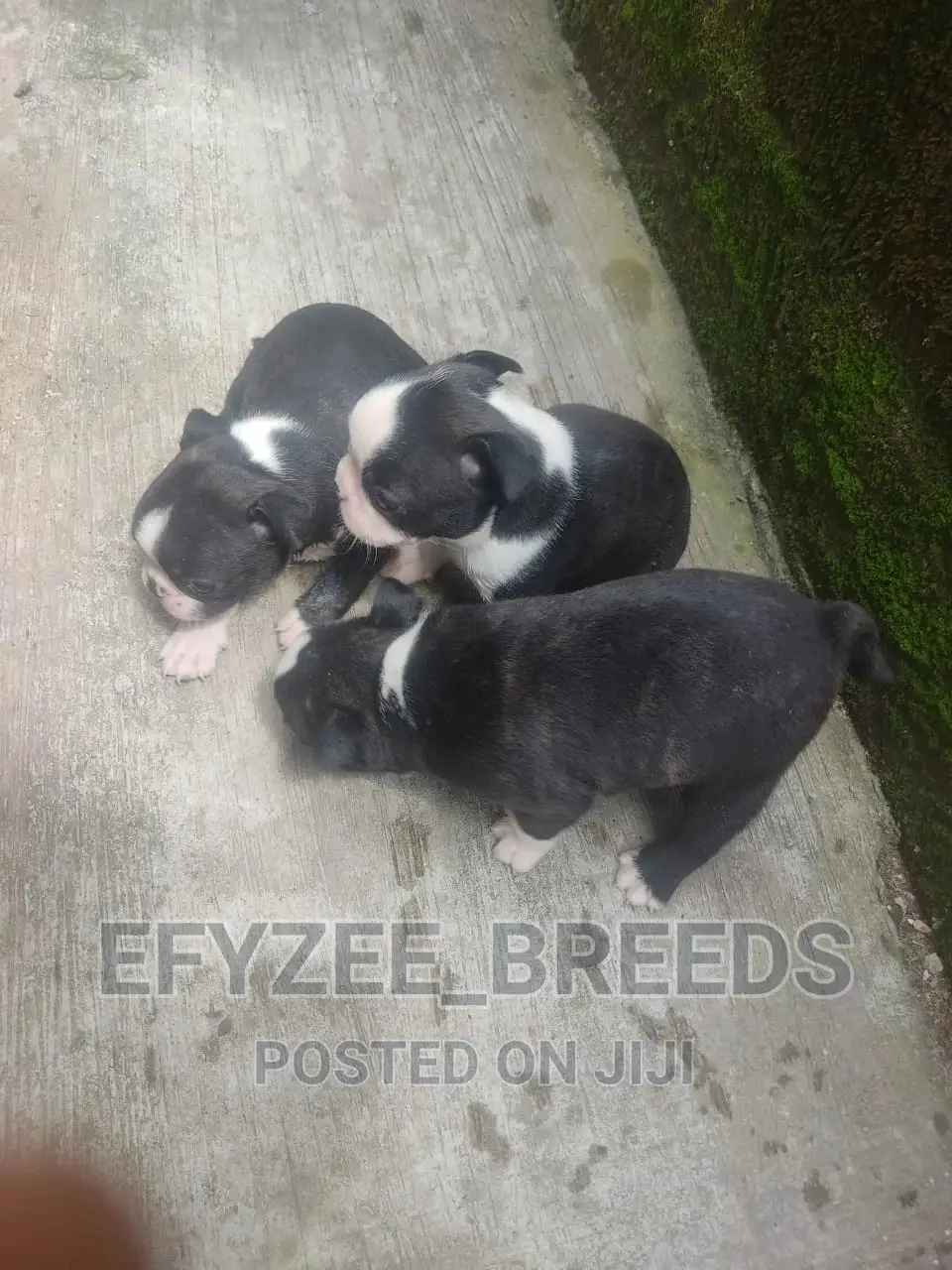 1-3 Months Male Purebred Boston Terrier