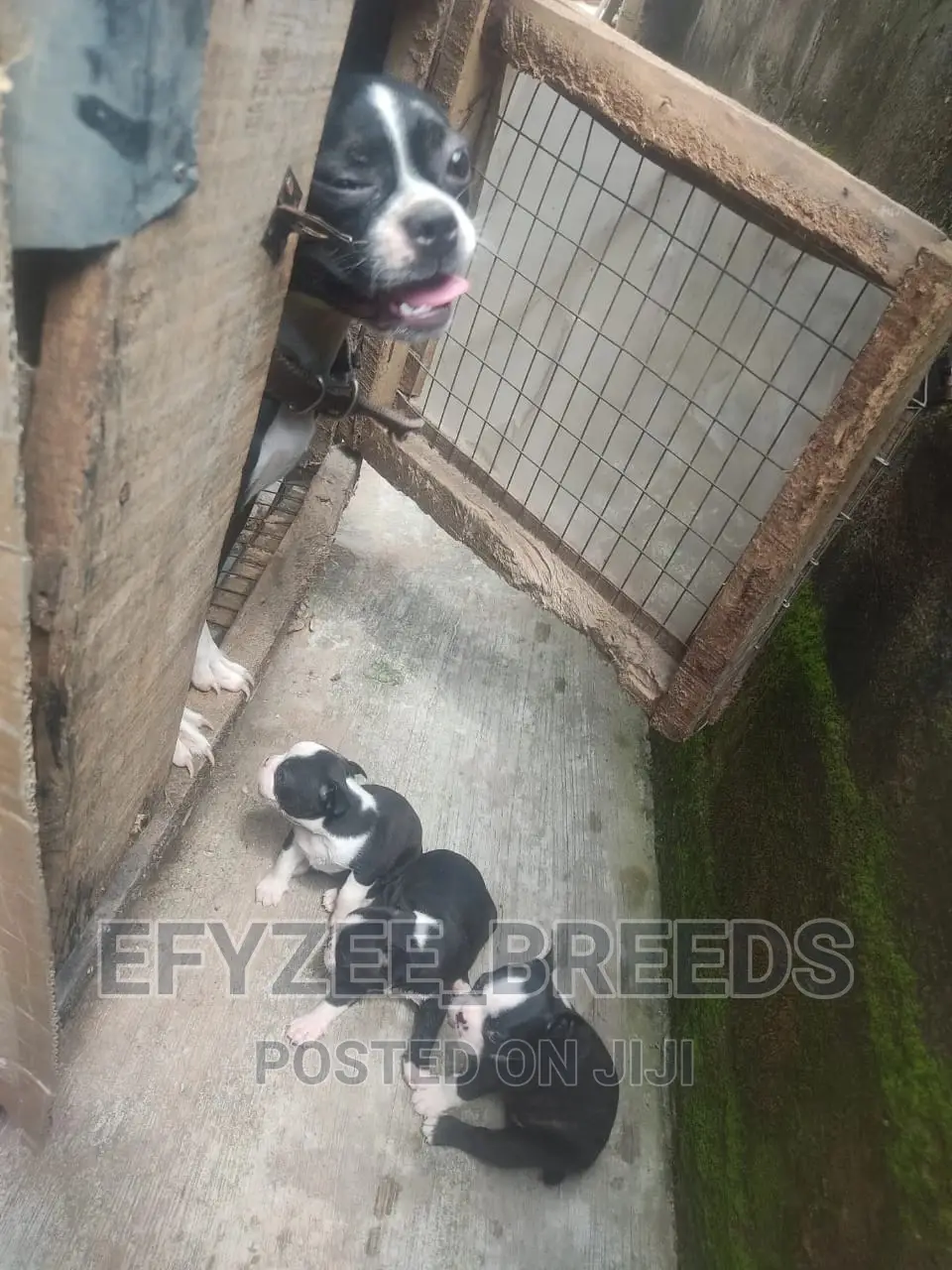 1-3 Months Male Purebred Boston Terrier