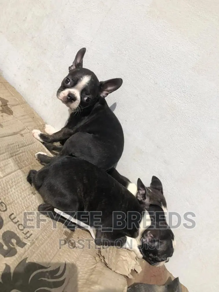 1-3 Months Male Purebred Boston Terrier