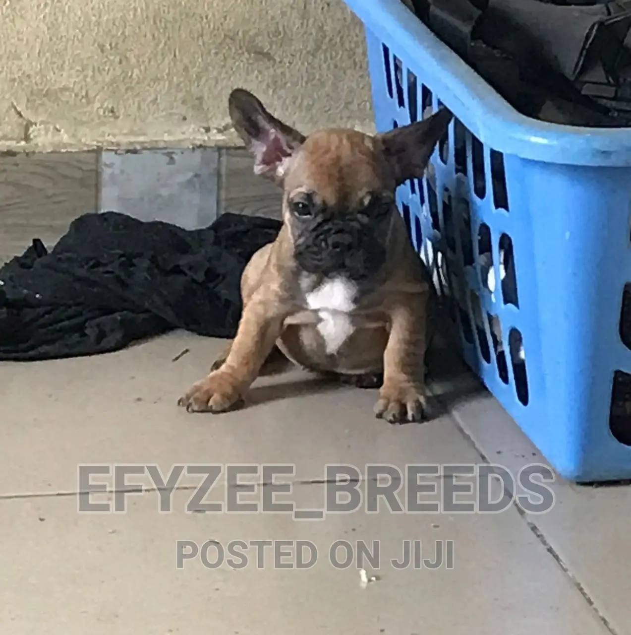 1-3 months Female Purebred French Bulldog