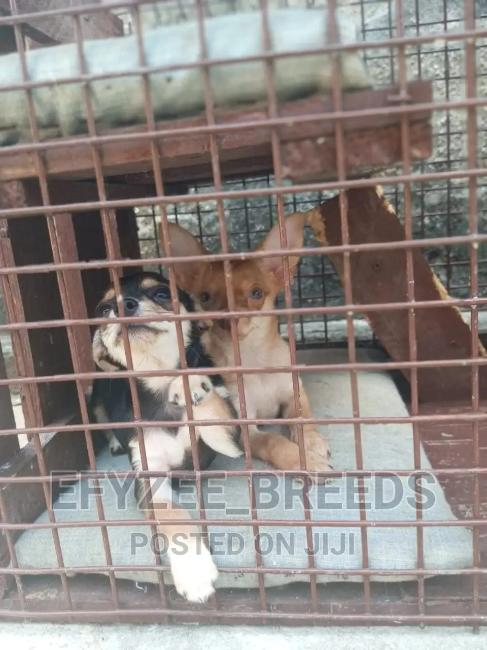 1-3 Months Female Purebred Chihuahua