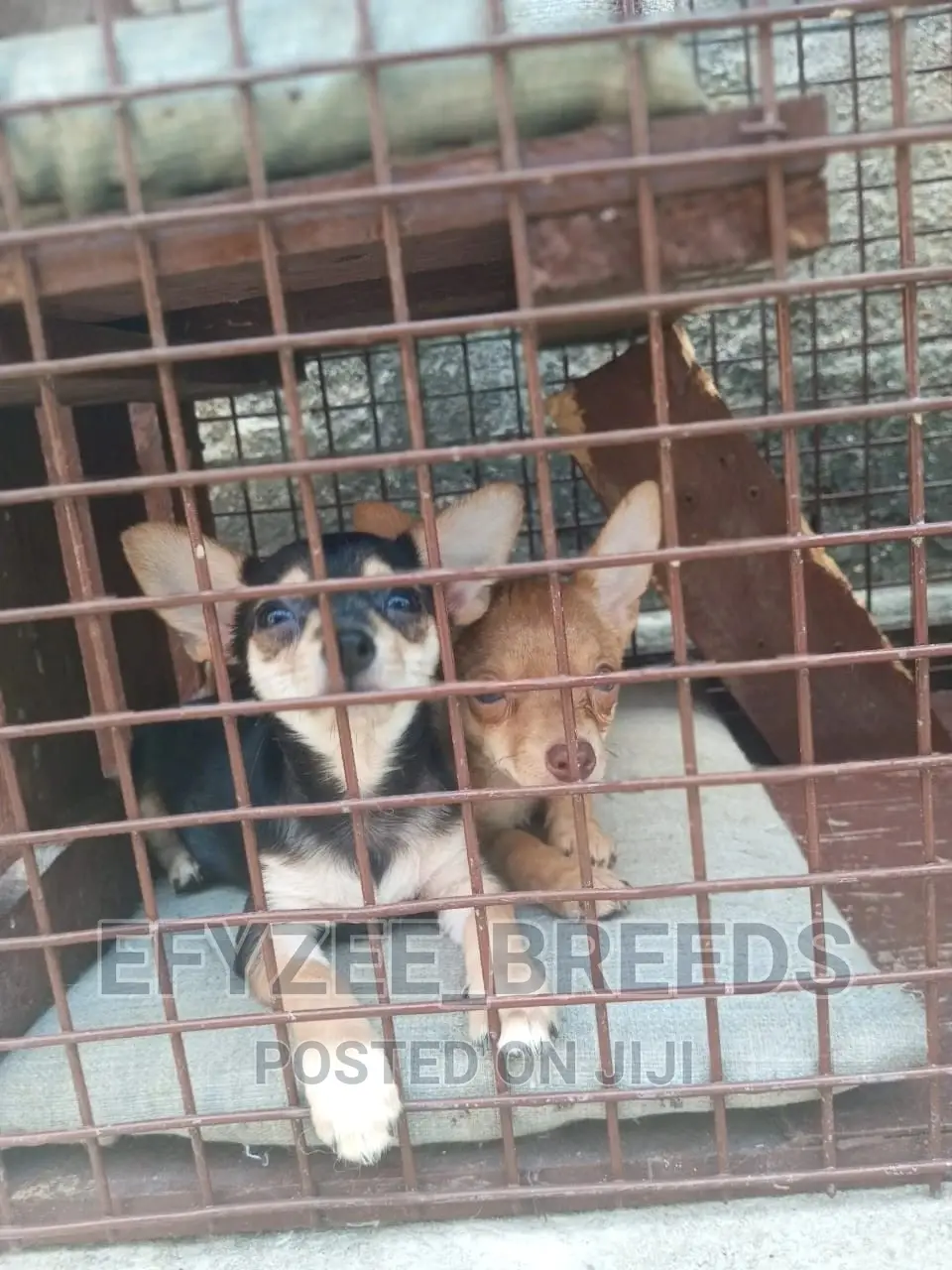 1-3 Months Female Purebred Chihuahua
