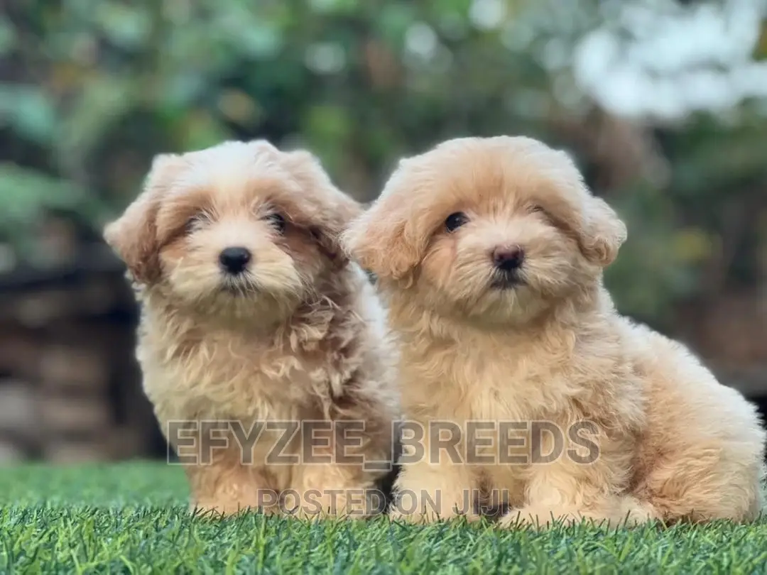 1-3 Months Female Purebred Lhasa Apso