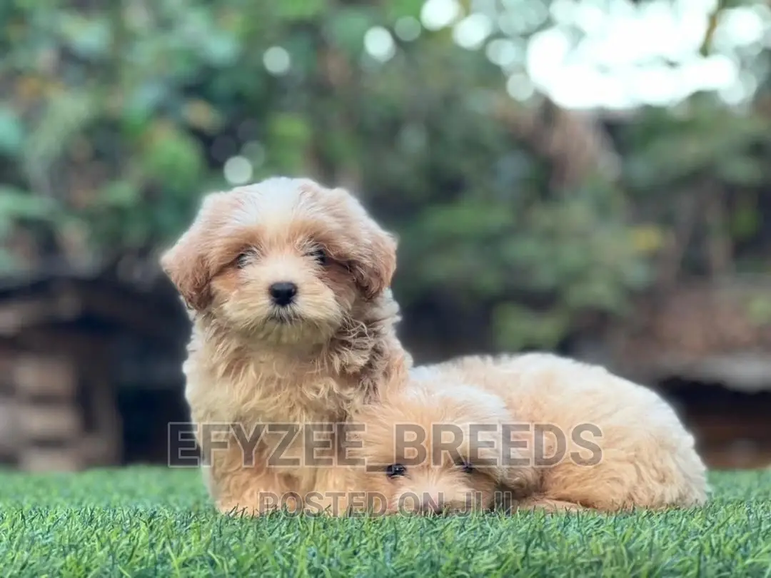 1-3 Months Female Purebred Lhasa Apso