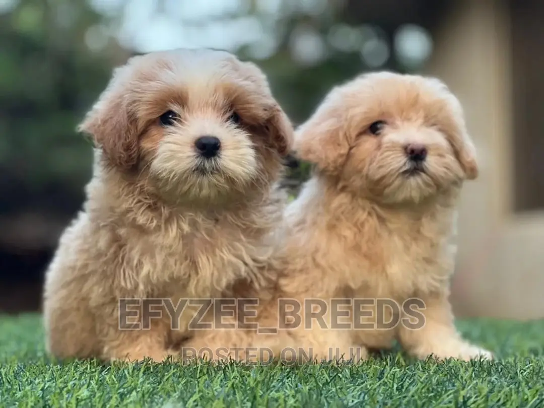 1-3 Months Female Purebred Lhasa Apso