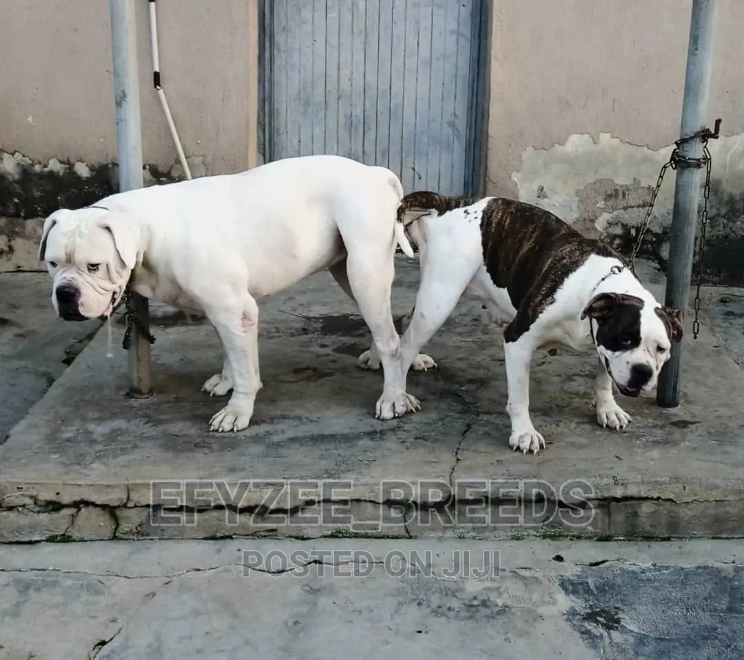 1-3 Months Male Purebred American Bulldog