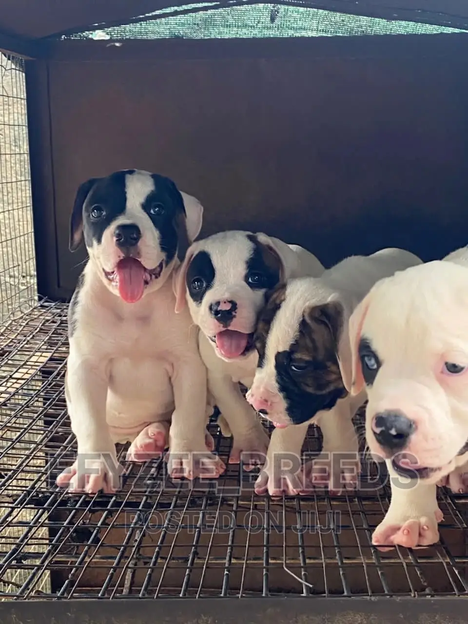 1-3 Months Male Purebred American Bulldog