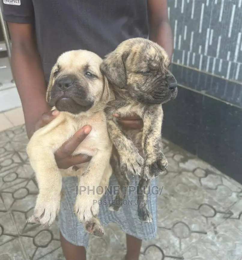3-6 months Male Purebred Boerboel