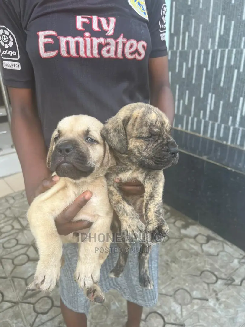 3-6 months Male Purebred Boerboel