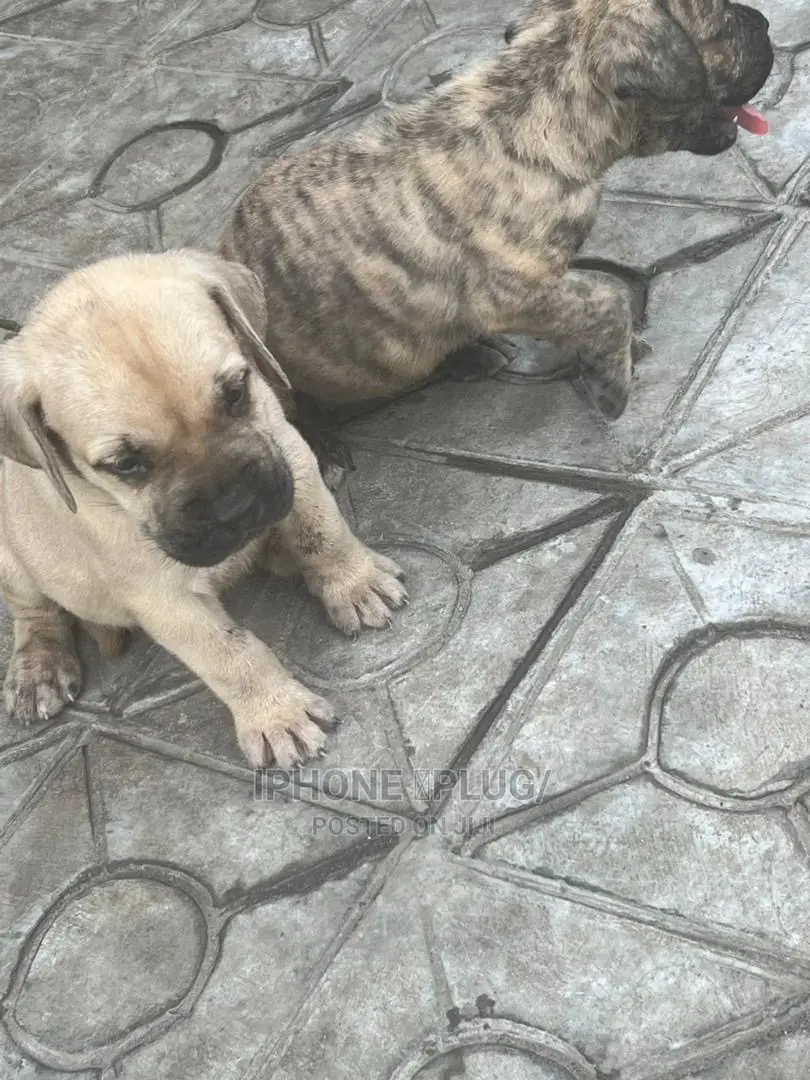 3-6 months Male Purebred Boerboel