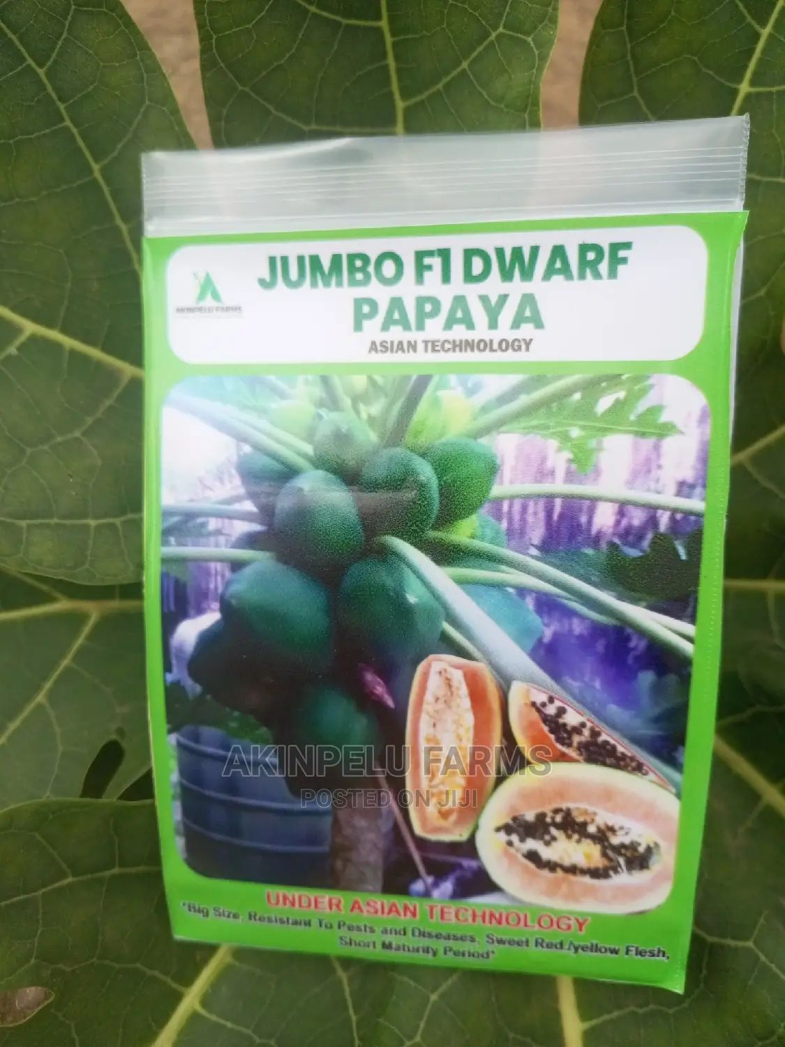 Jumbo Dwarf F1 Papaya.