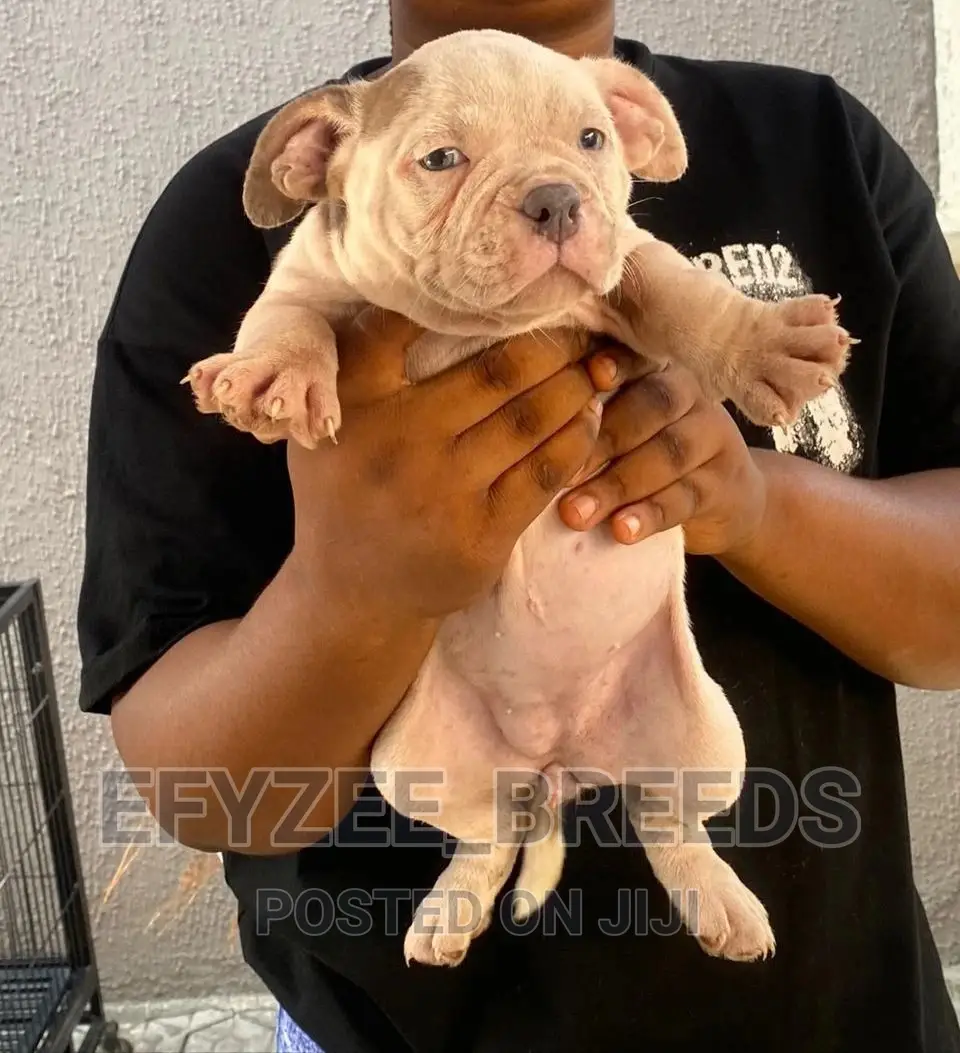 1-3 months Male Purebred American Bully