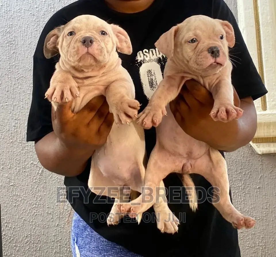 1-3 months Male Purebred American Bully