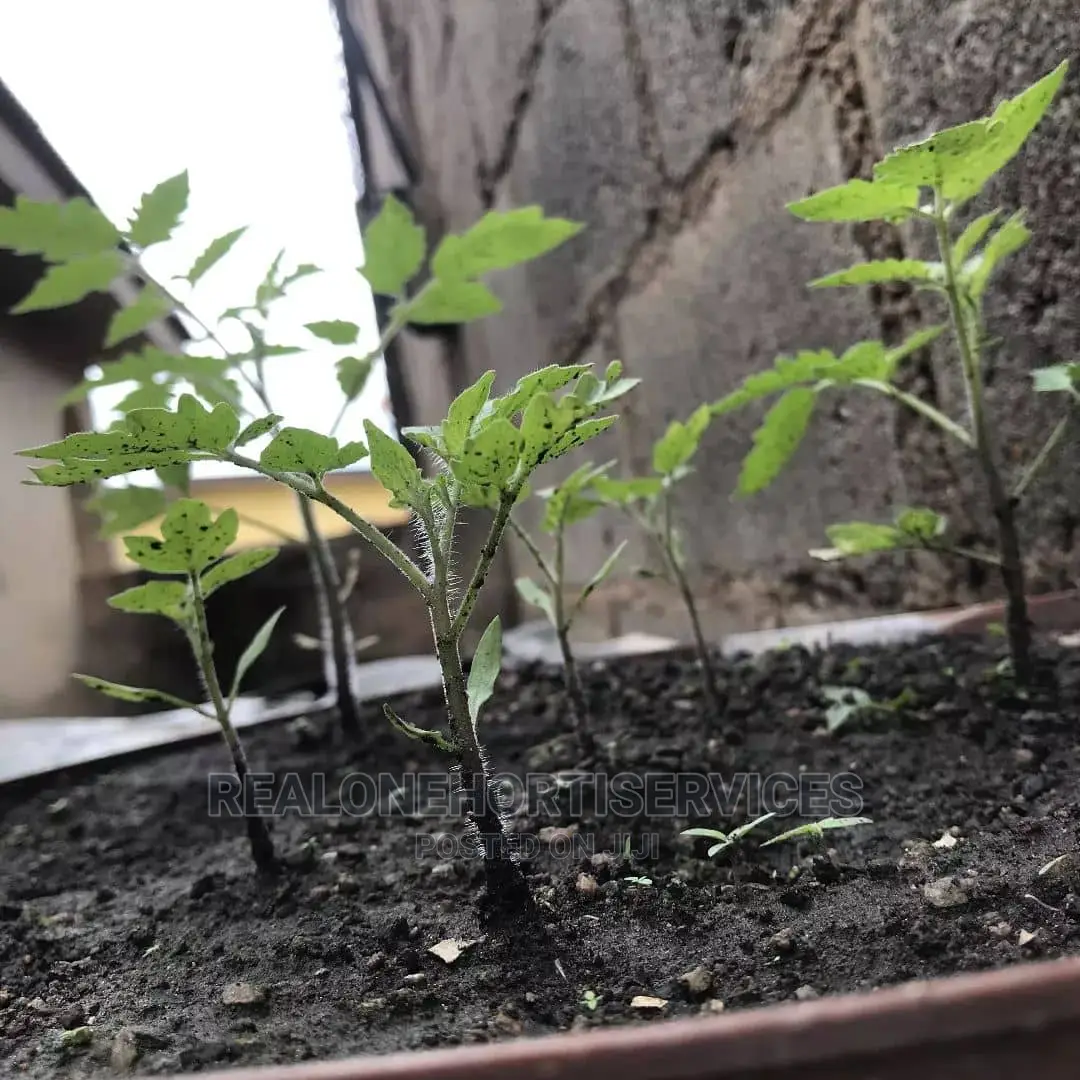 Plant at Home