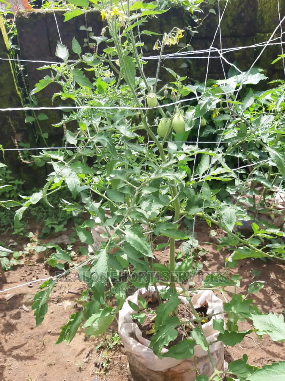 Plant at Home